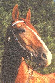 Royal Ludois